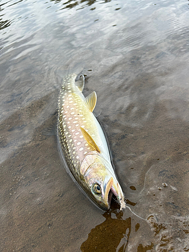 アメマスの釣果