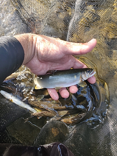 アユの釣果