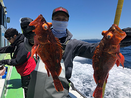 ウッカリカサゴの釣果