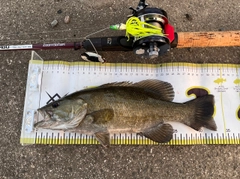 スモールマウスバスの釣果