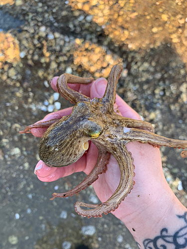 タコの釣果