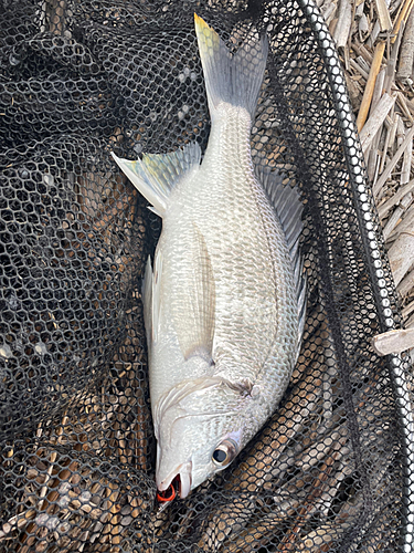 キビレの釣果