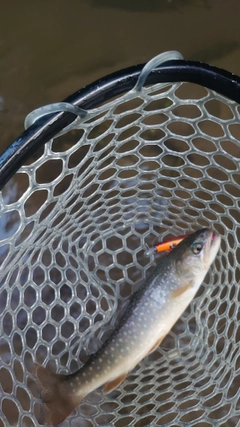 イワナの釣果