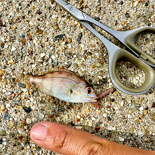 マダイの釣果