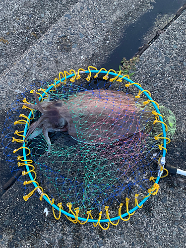 モンゴウイカの釣果