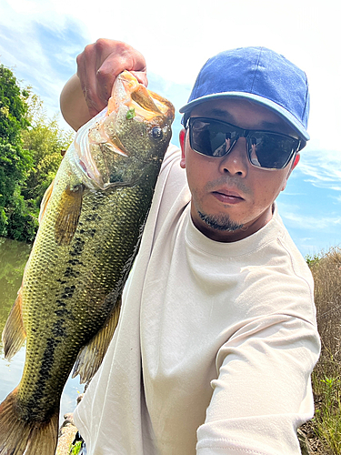 ブラックバスの釣果