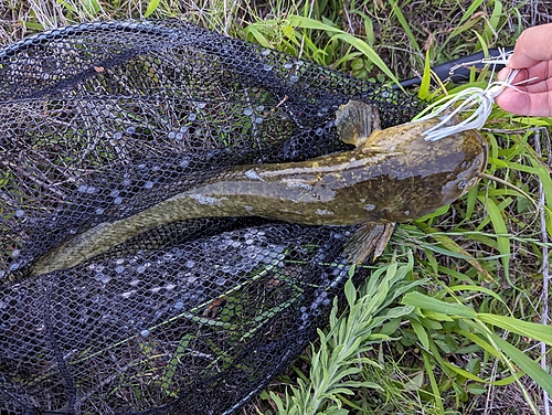 ナマズの釣果