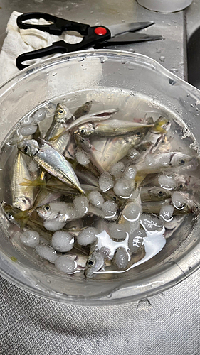 アジの釣果