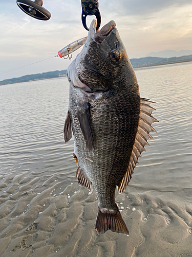 チヌの釣果