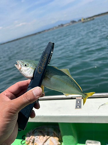 ワカシの釣果