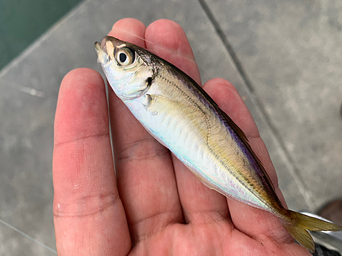 マアジの釣果