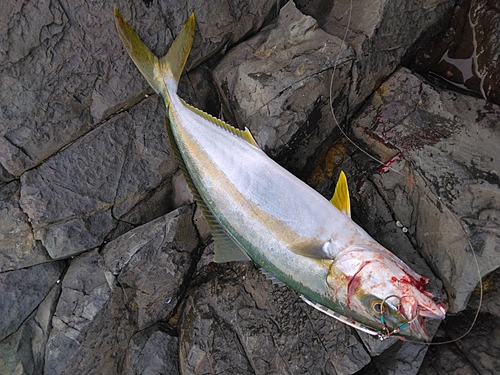 ヒラマサの釣果