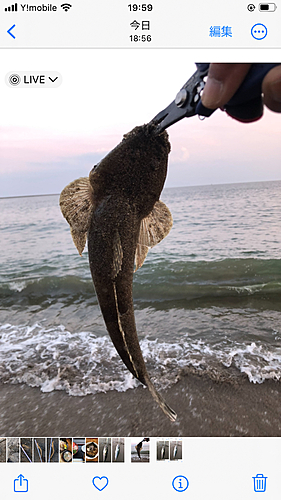 マゴチの釣果