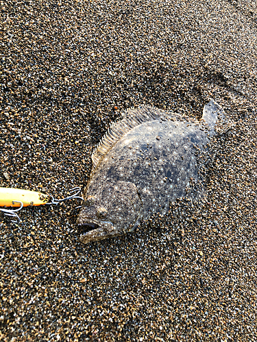 ソゲの釣果