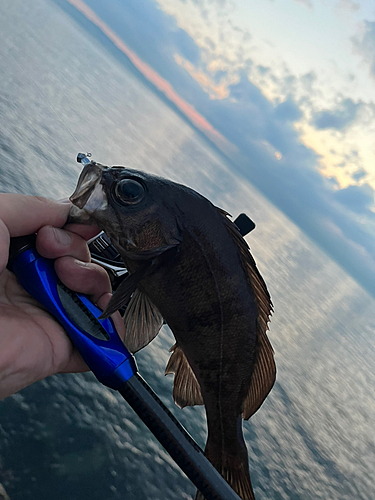 メバルの釣果