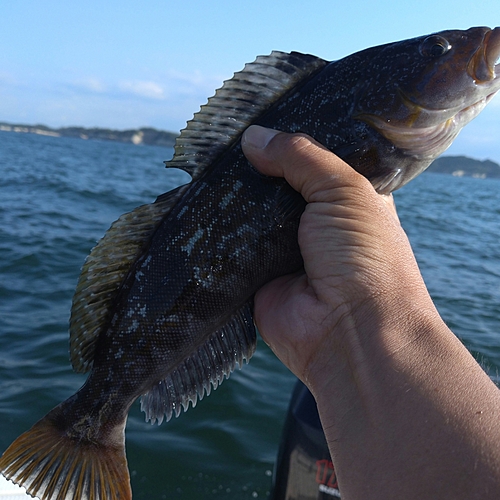 アイナメの釣果