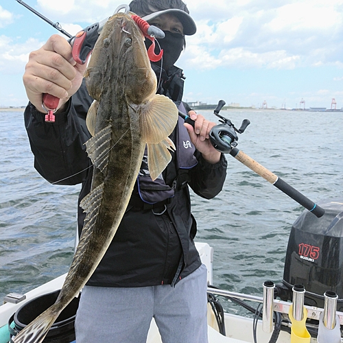 マゴチの釣果