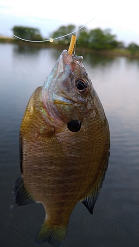 ブルーギルの釣果