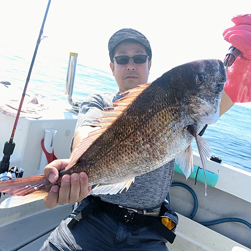 マダイの釣果