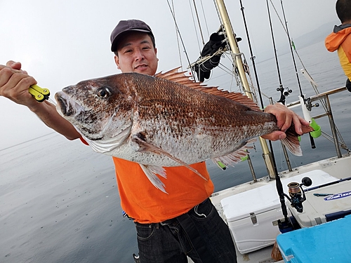 マダイの釣果