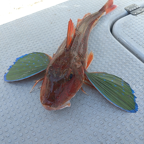 ホウボウの釣果