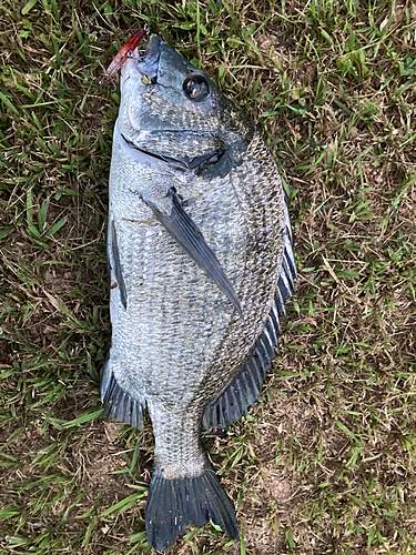 ミナミクロダイの釣果