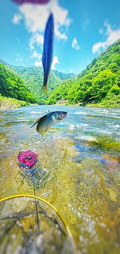 アユの釣果