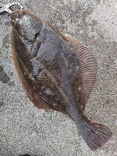 カレイの釣果