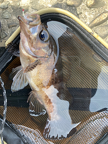 シロメバルの釣果