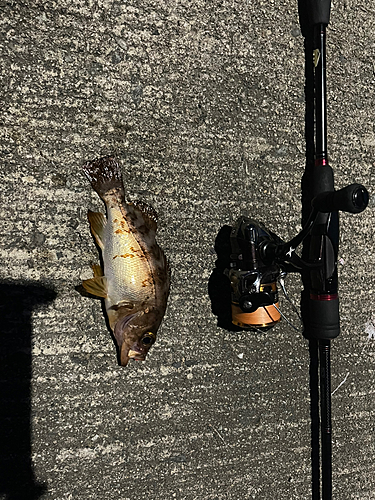 メバルの釣果