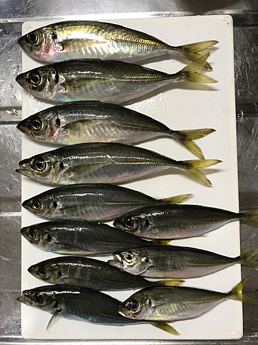 アジの釣果