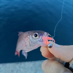 ネンブツダイの釣果