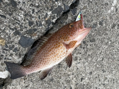 オオモンハタの釣果