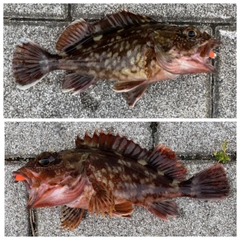 ガシラの釣果