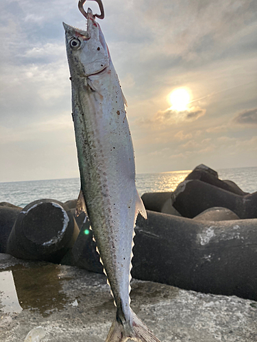 サゴシの釣果