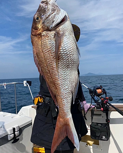 マダイの釣果