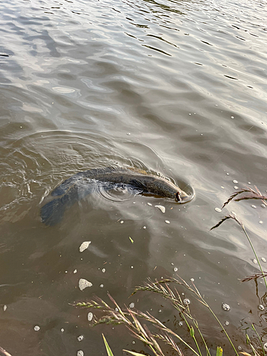 ライギョの釣果