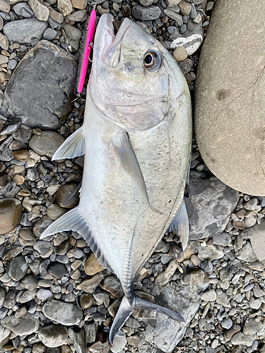 ロウニンアジの釣果