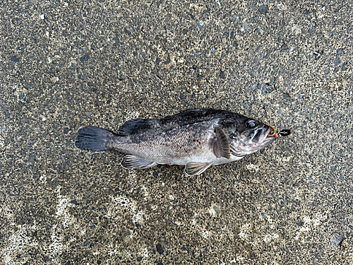 クロソイの釣果