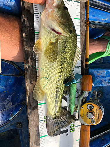 ブラックバスの釣果