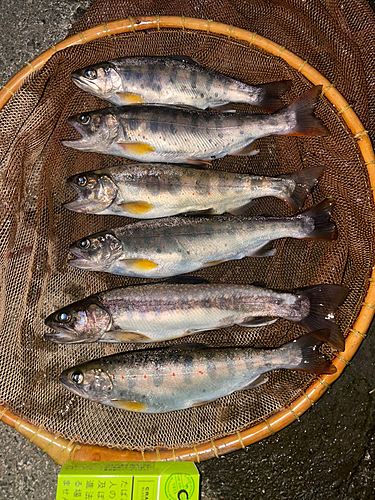 アマゴの釣果