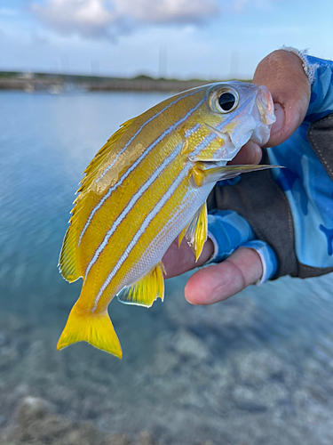 ヨスジフエダイの釣果