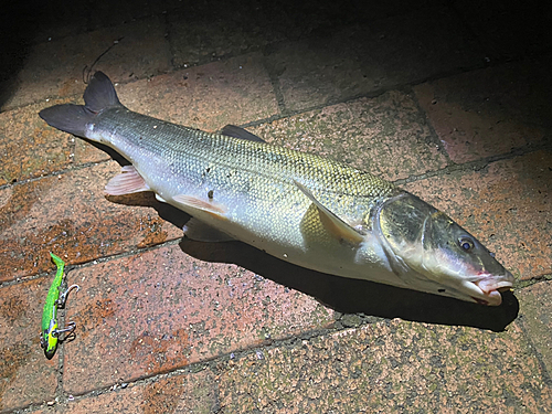 ウグイの釣果