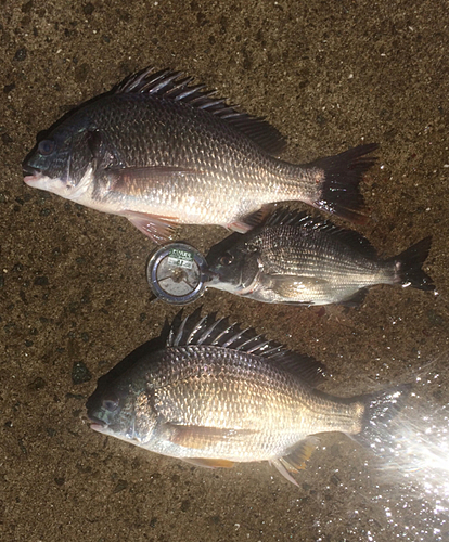 チヌの釣果