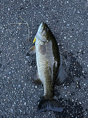 スモールマウスバスの釣果