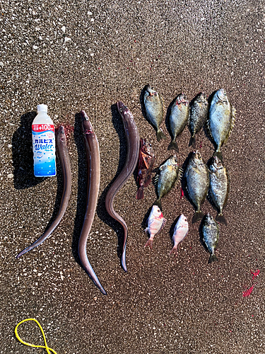 アイゴの釣果