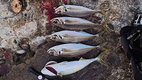 アジの釣果