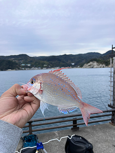 チャリコの釣果