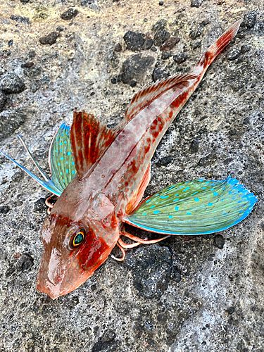 ホウボウの釣果