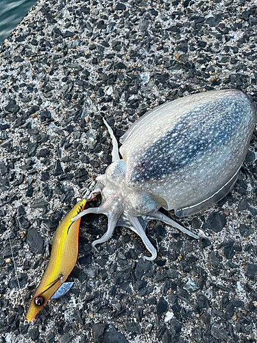 シリヤケイカの釣果